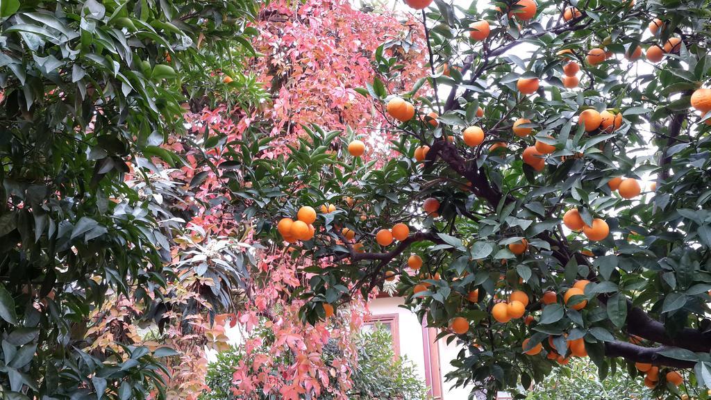 Citrus Garden Hotel อันตัลยา ภายนอก รูปภาพ